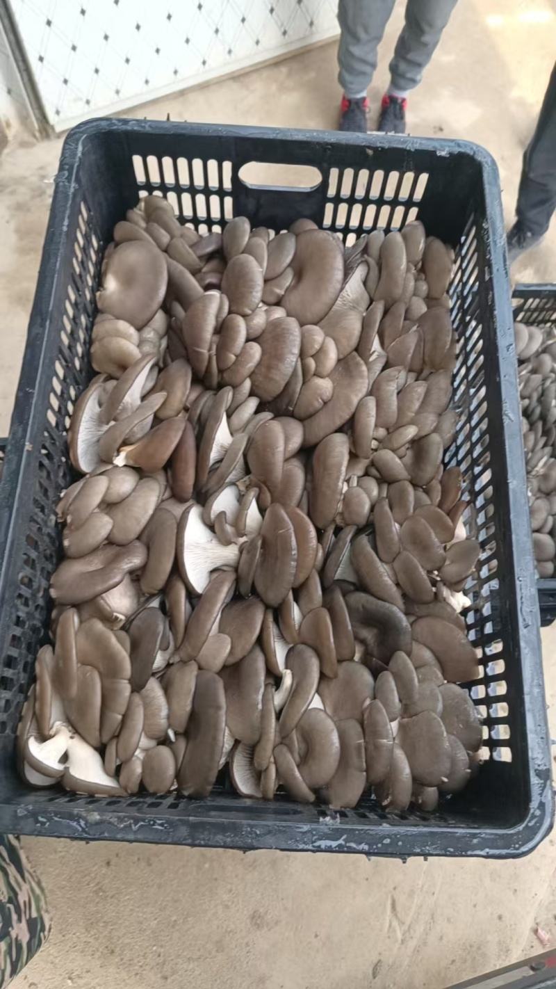 【视频看货】河南鲜平菇常年供应/基地直发/一手货源
