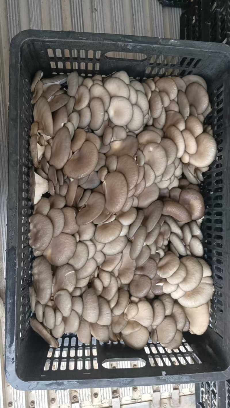 【视频看货】河南鲜平菇常年供应/基地直发/一手货源