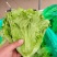 【实力】精品罗马生菜非散叶大量接单产地直发欢迎致电