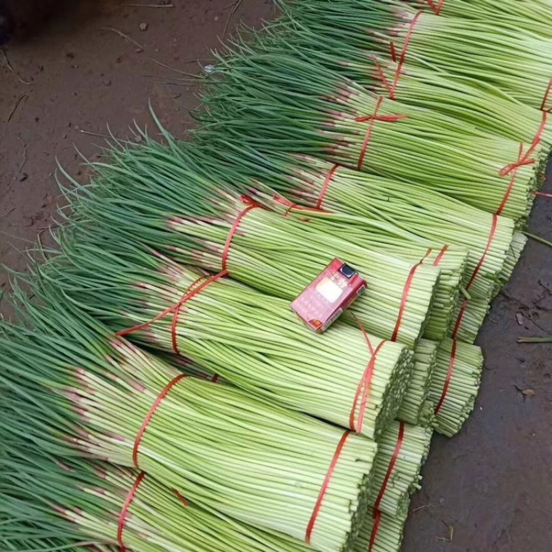 开封蒜苔红帽蒜苔河南早熟蒜苔代收代存代加工