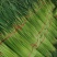 开封蒜苔红帽蒜苔河南早熟蒜苔代收代存代加工