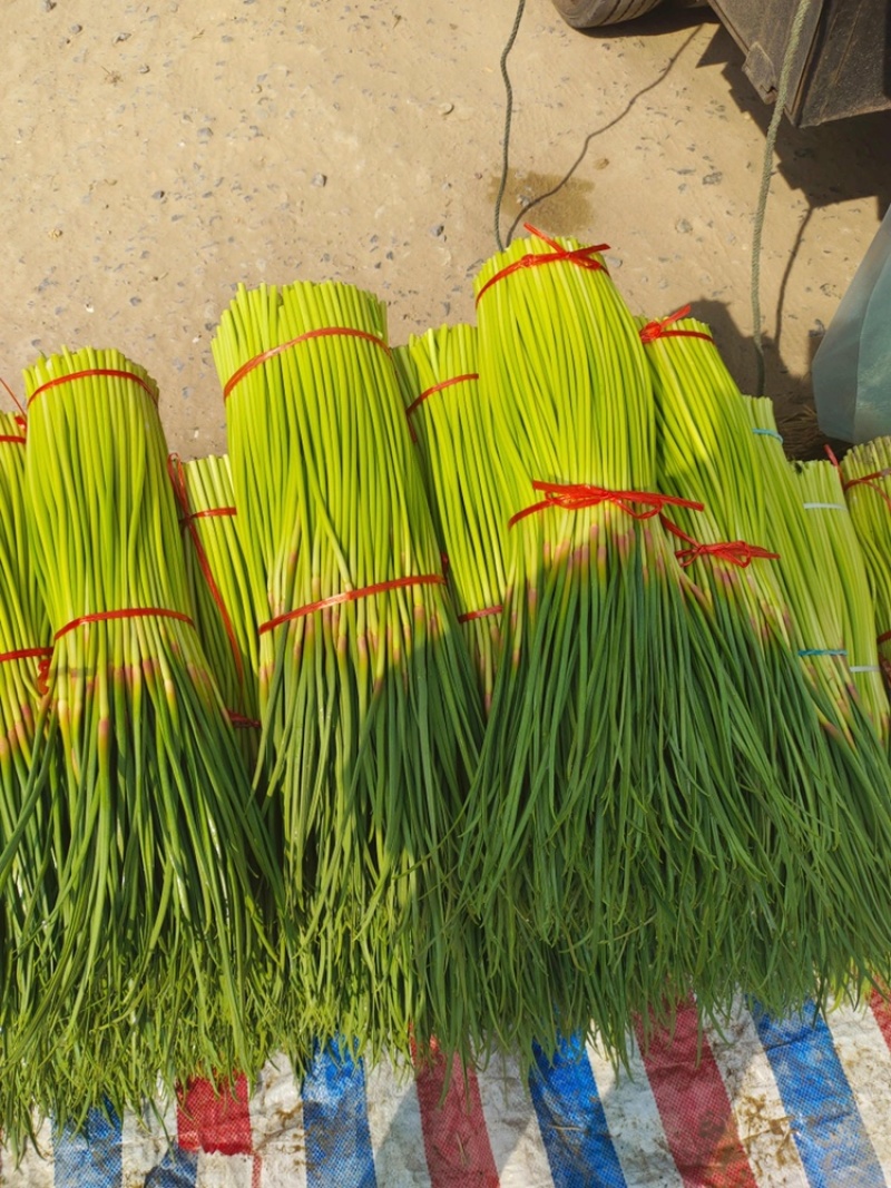 开封蒜苔红帽蒜苔河南早熟蒜苔代收代存代加工