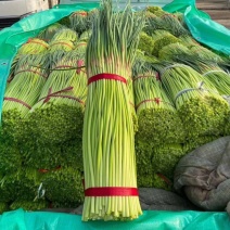 开封蒜苔红帽蒜苔河南早熟蒜苔代收代存代加工