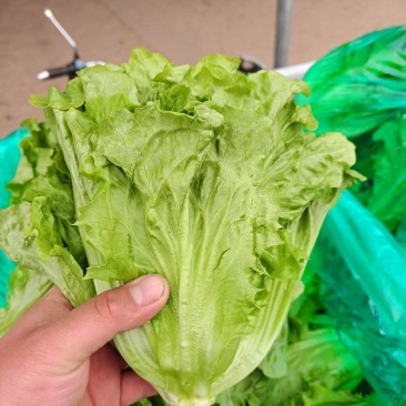 【来电洽谈】河南安阳意大利生菜非散叶生菜供应商超市场团购