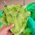【来电洽谈】河南安阳意大利生菜非散叶生菜供应商超市场团购