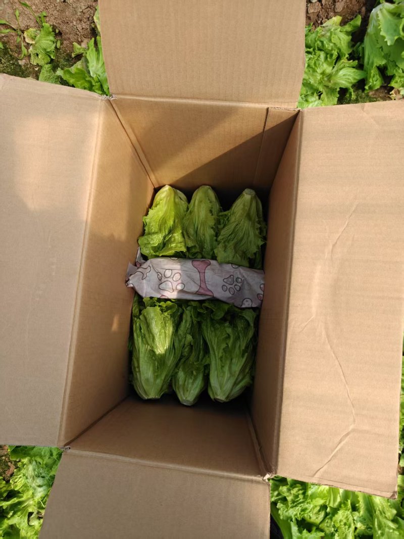 【来电洽谈】河南安阳意大利生菜非散叶生菜供应商超市场团购