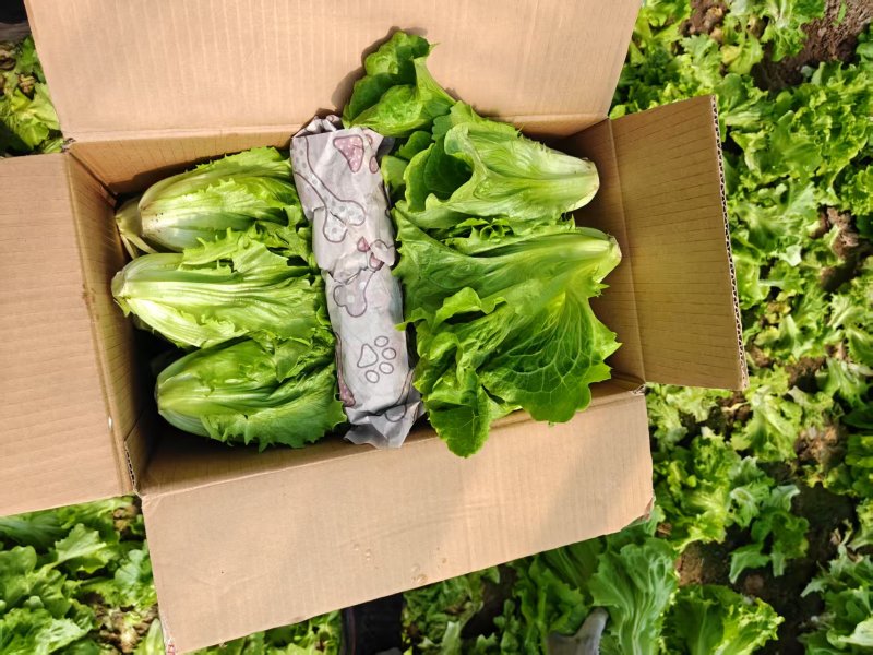 【来电洽谈】河南安阳意大利生菜非散叶生菜供应商超市场团购