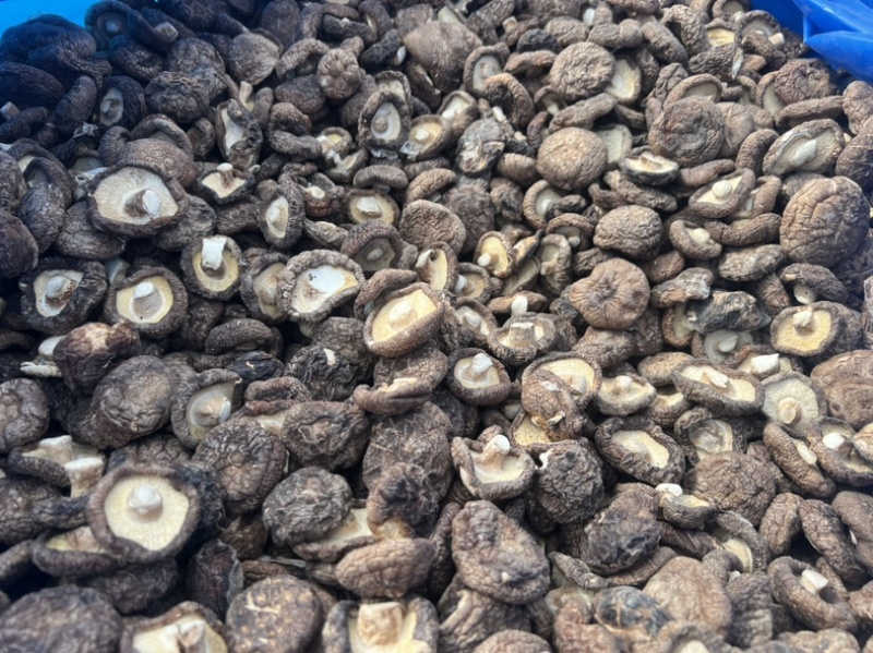 河北香菇干货肉厚无根新鲜香菇干货批发干香菇煲炒汤菜食材