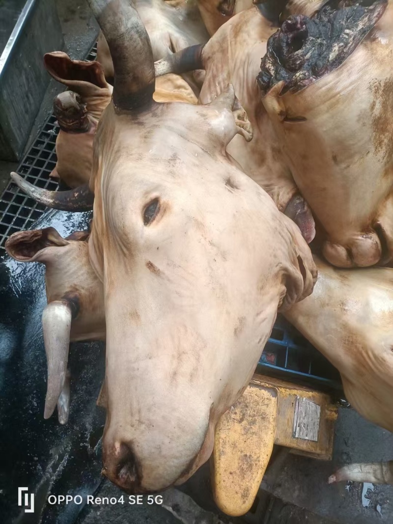 熟牛头肉。全熟牛头肉，纯草地牛头肉，口感好。质量如
