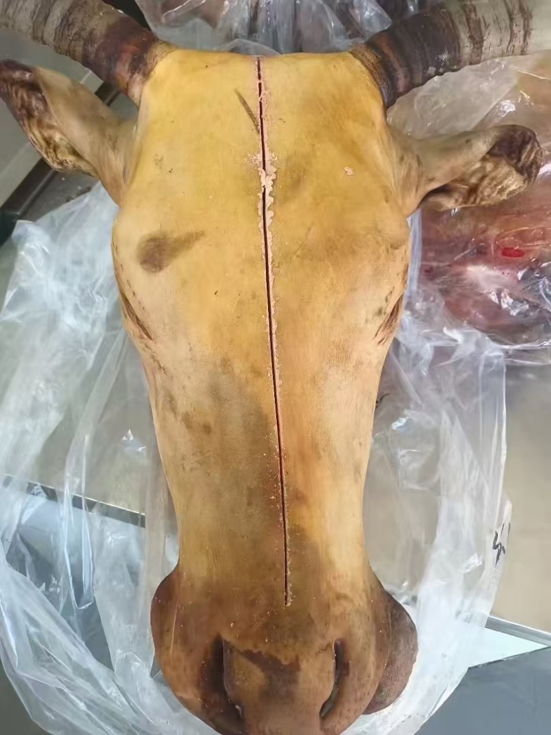熟牛头肉。全熟牛头肉，纯草地牛头肉，口感好。质量如