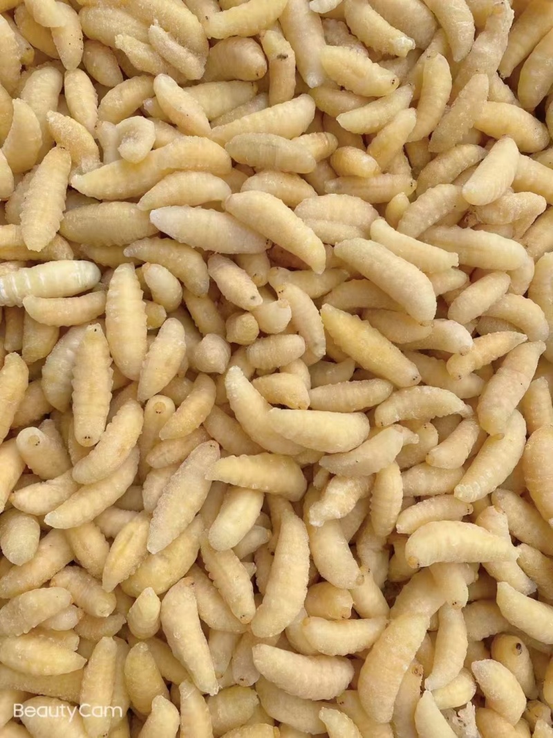 冻蜂蛹