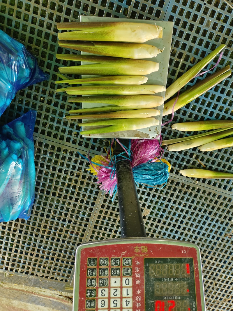 茭白一块钱一斤的电商食堂货大量有现货供应