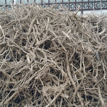 泡桐种根