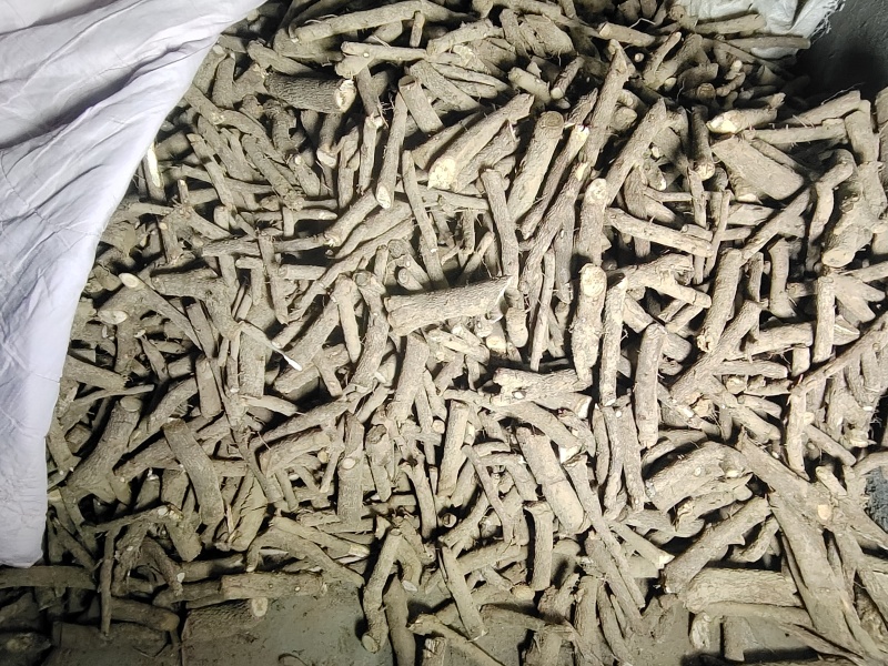 泡桐种根