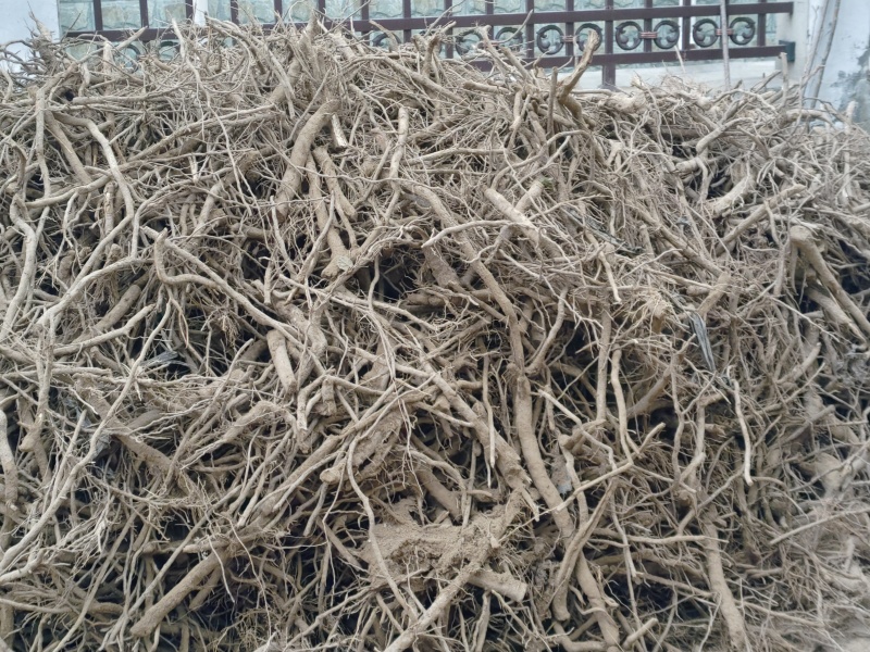泡桐种根