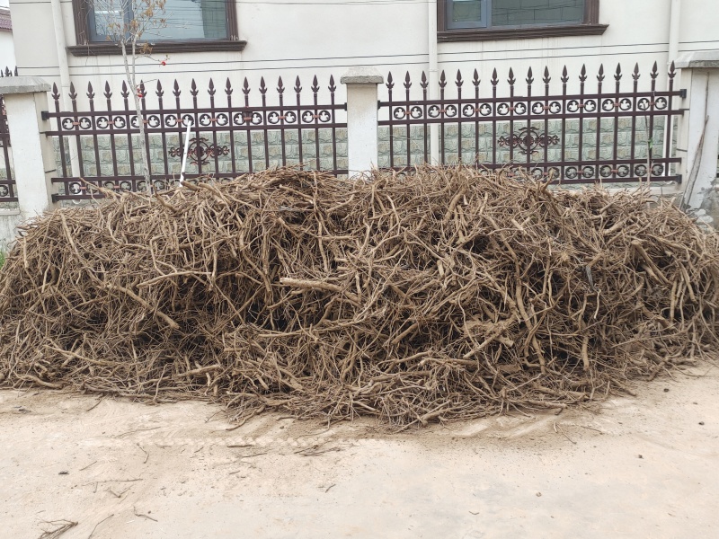 泡桐种根