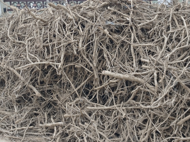 泡桐种根