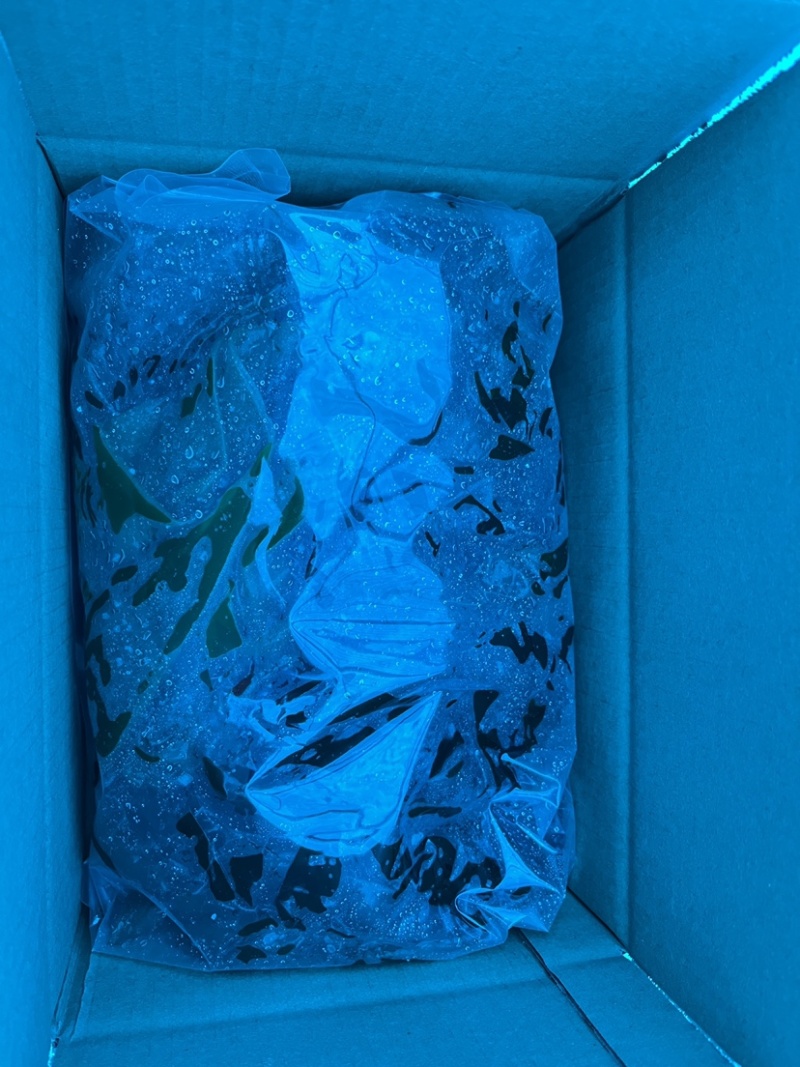 海带海带片大量有货产地直发品质保证