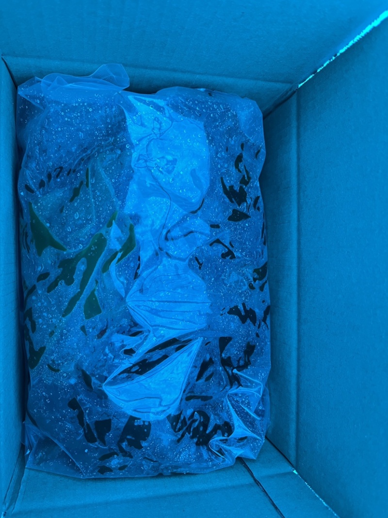 海带海带片大量有货产地直发品质保证