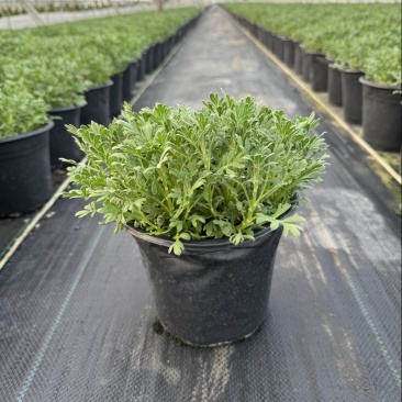 芙蓉菊大小规格品质保证基地直发