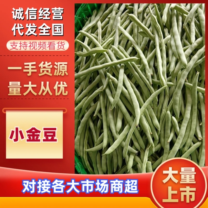 小金豆/四季豆/现摘现发/现货供应中/价格便宜/全国发货