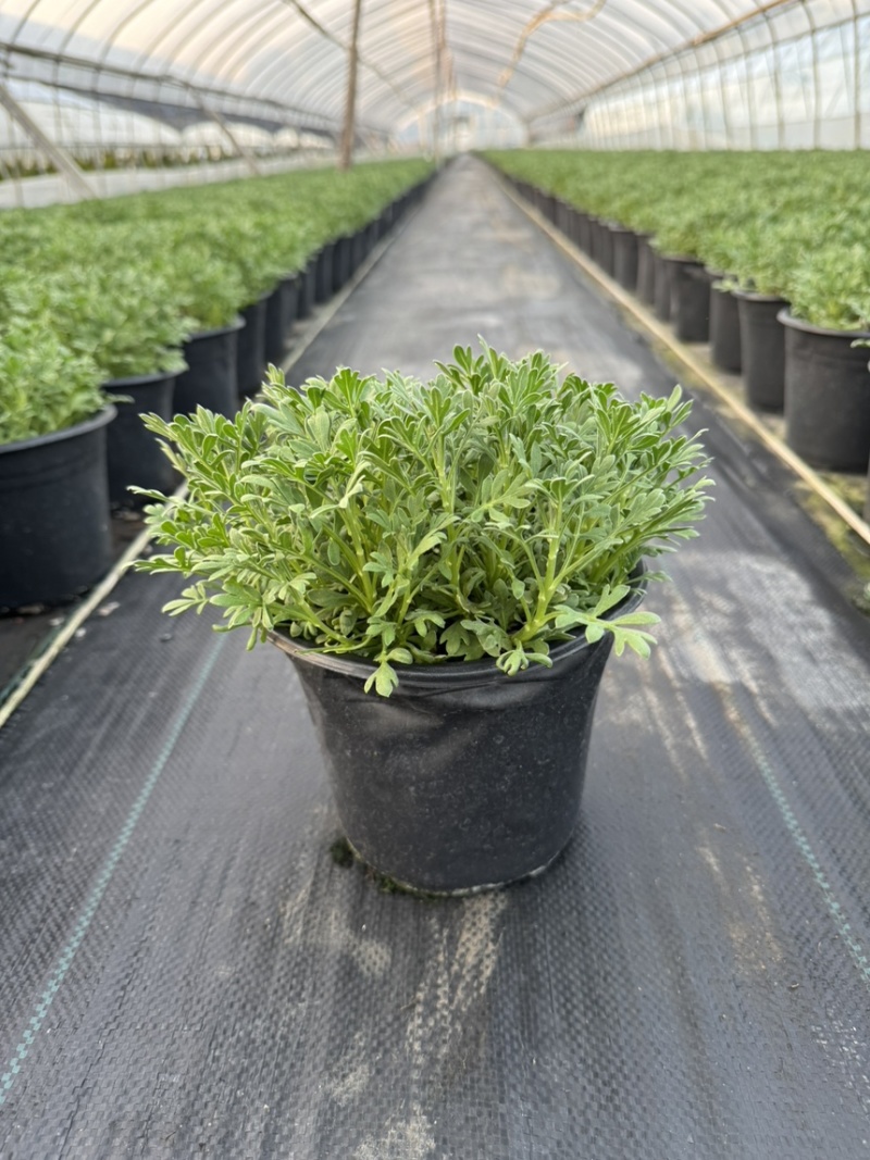 芙蓉菊大小规格品质保证基地直发