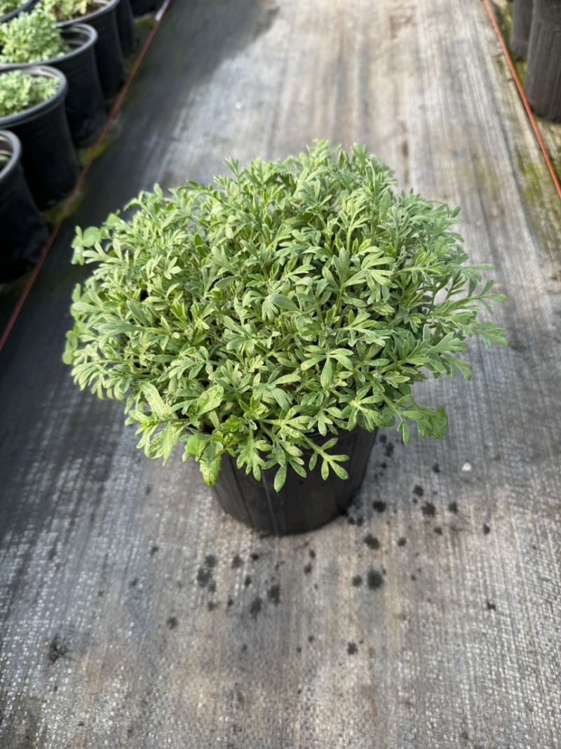 芙蓉菊大小规格品质保证基地直发