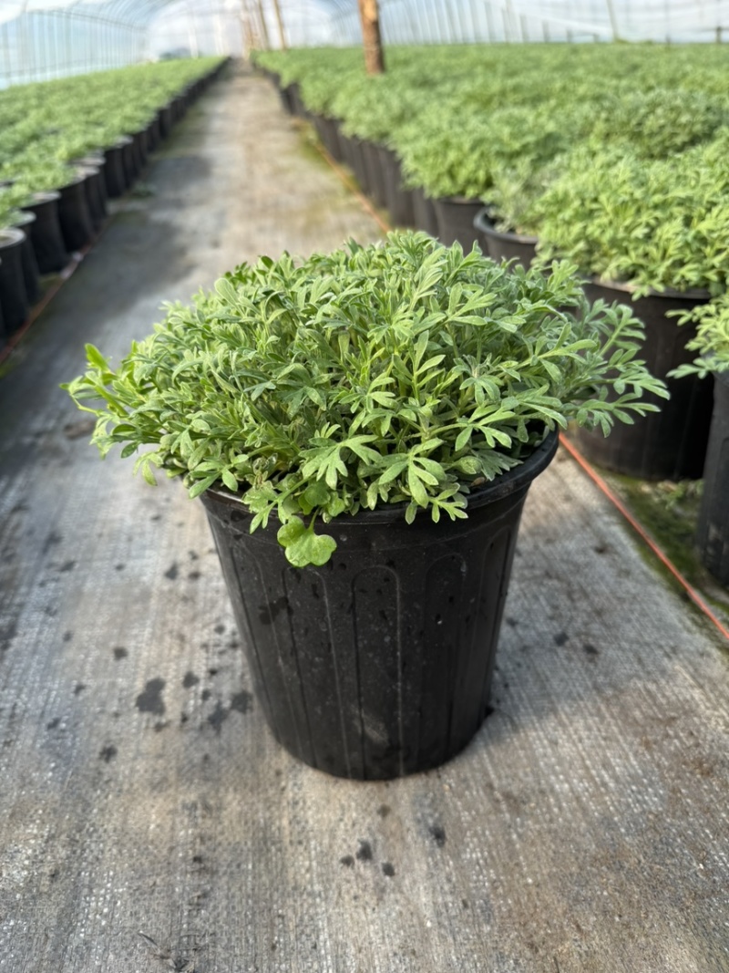 芙蓉菊大小规格品质保证基地直发