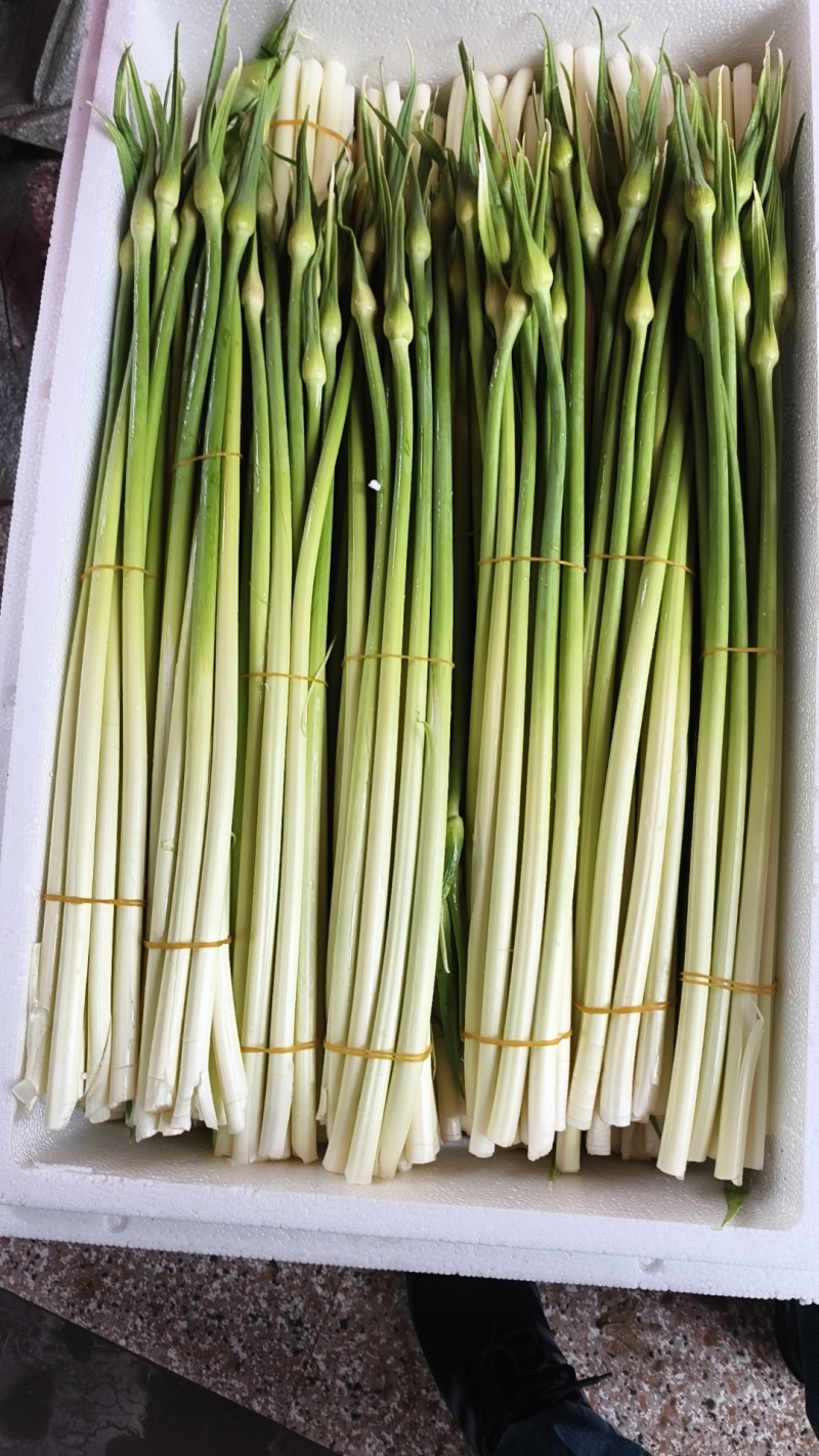精品杂交i蒜苔，梗白颈绿，口感清脆香甜，自有基地，供货期