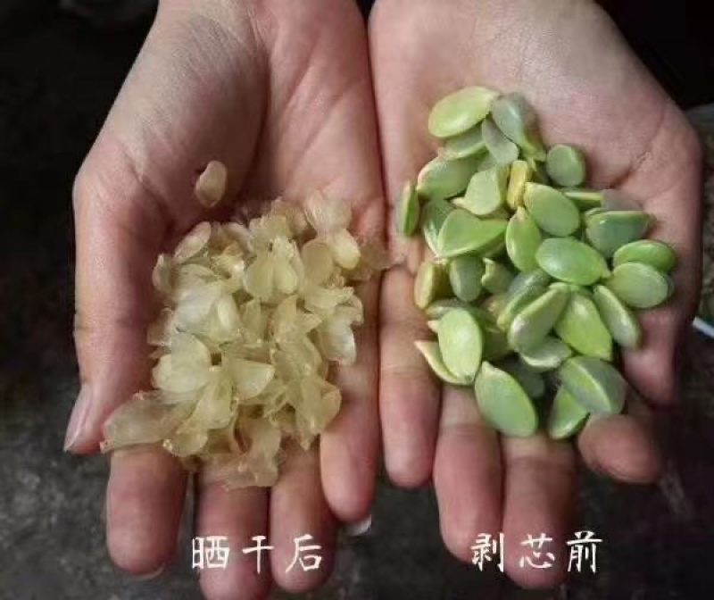云南梁河皂角米单夹大量上市，对接全国市场，欢迎咨询