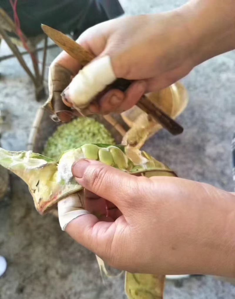 云南梁河皂角米单夹大量上市，对接全国市场，欢迎咨询