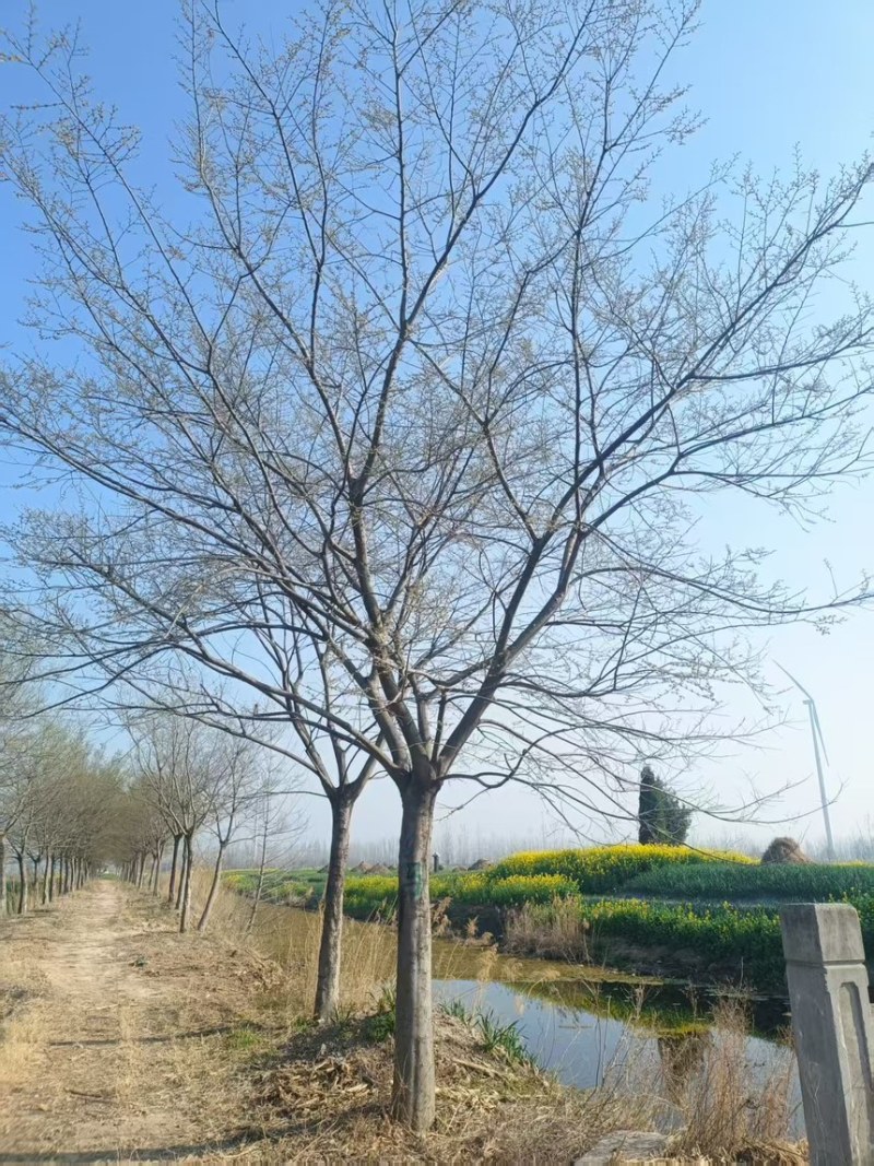 朴树，精品朴树，退林朴树，18公分，20公分，15公分