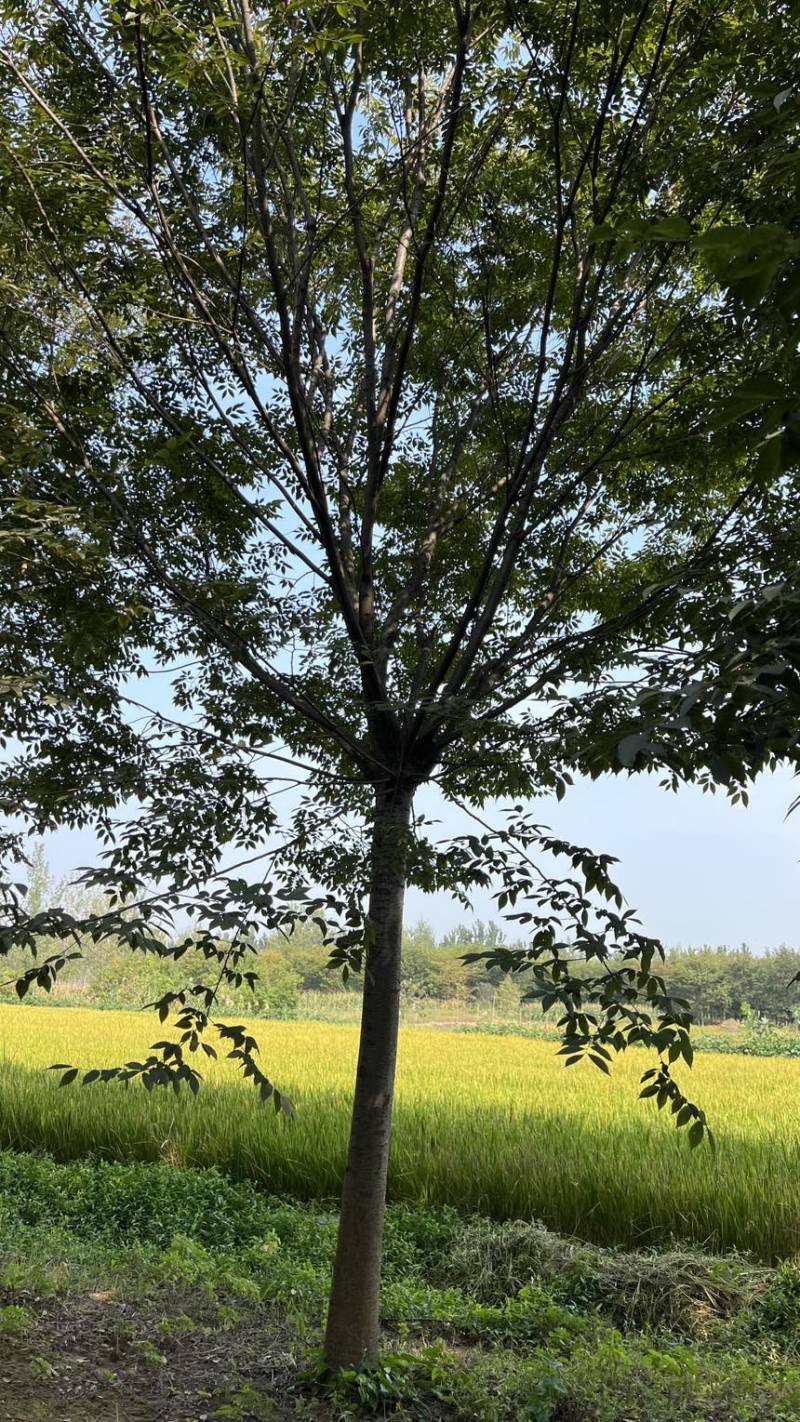 朴树，精品朴树，退林朴树，18公分，20公分，15公分