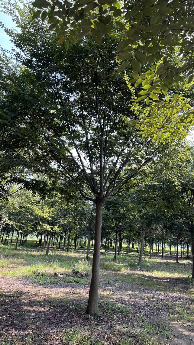 朴树，精品朴树，退林朴树，18公分，20公分，15公分