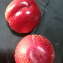 中油16