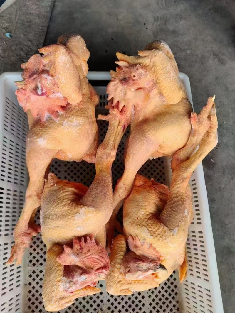 三黄鸡黄脚大冠公鸡白条鸡厂家发全净膛量大从优品质保证