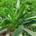 山东潍坊面条菜大量上市中火爆热卖开始了欢迎采购野菜的味道