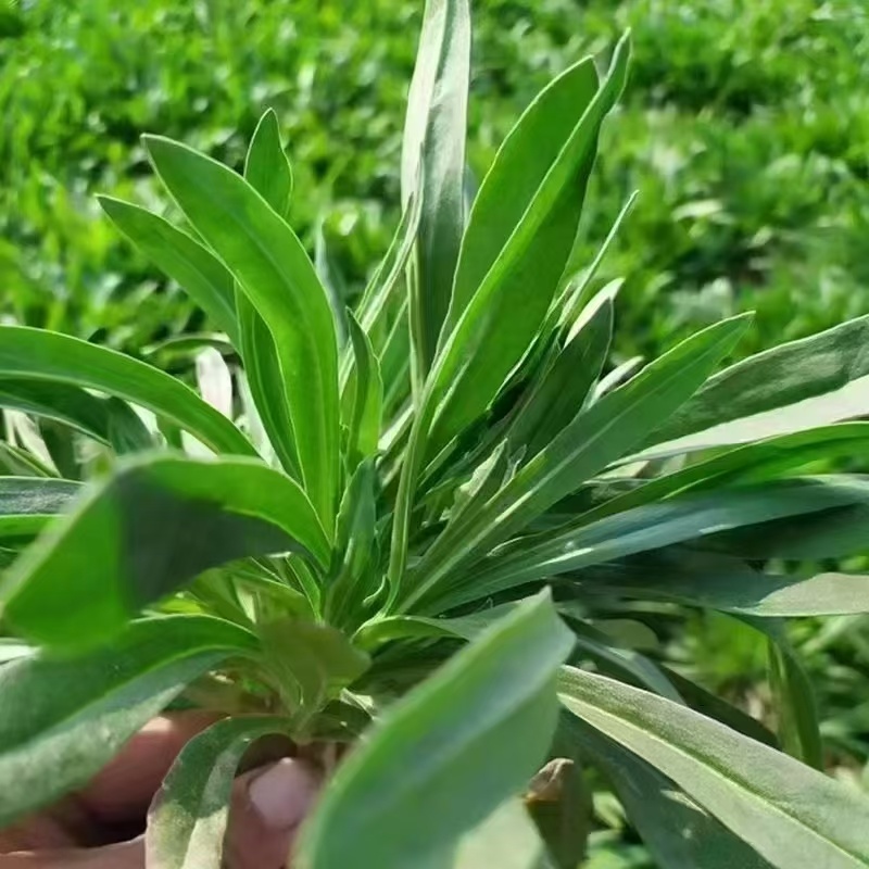 山东潍坊面条菜大量上市中火爆热卖开始了欢迎采购野菜的味道