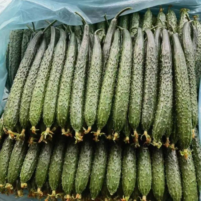 云南精品密刺黄瓜大量上市品质保证量大从优一手货源