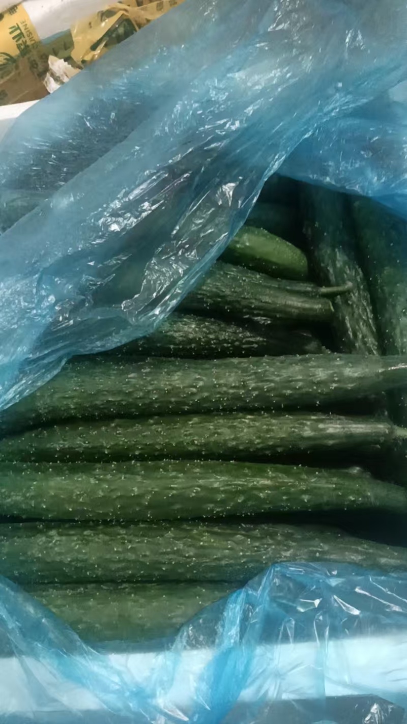 云南精品密刺黄瓜大量上市品质保证量大从优一手货源