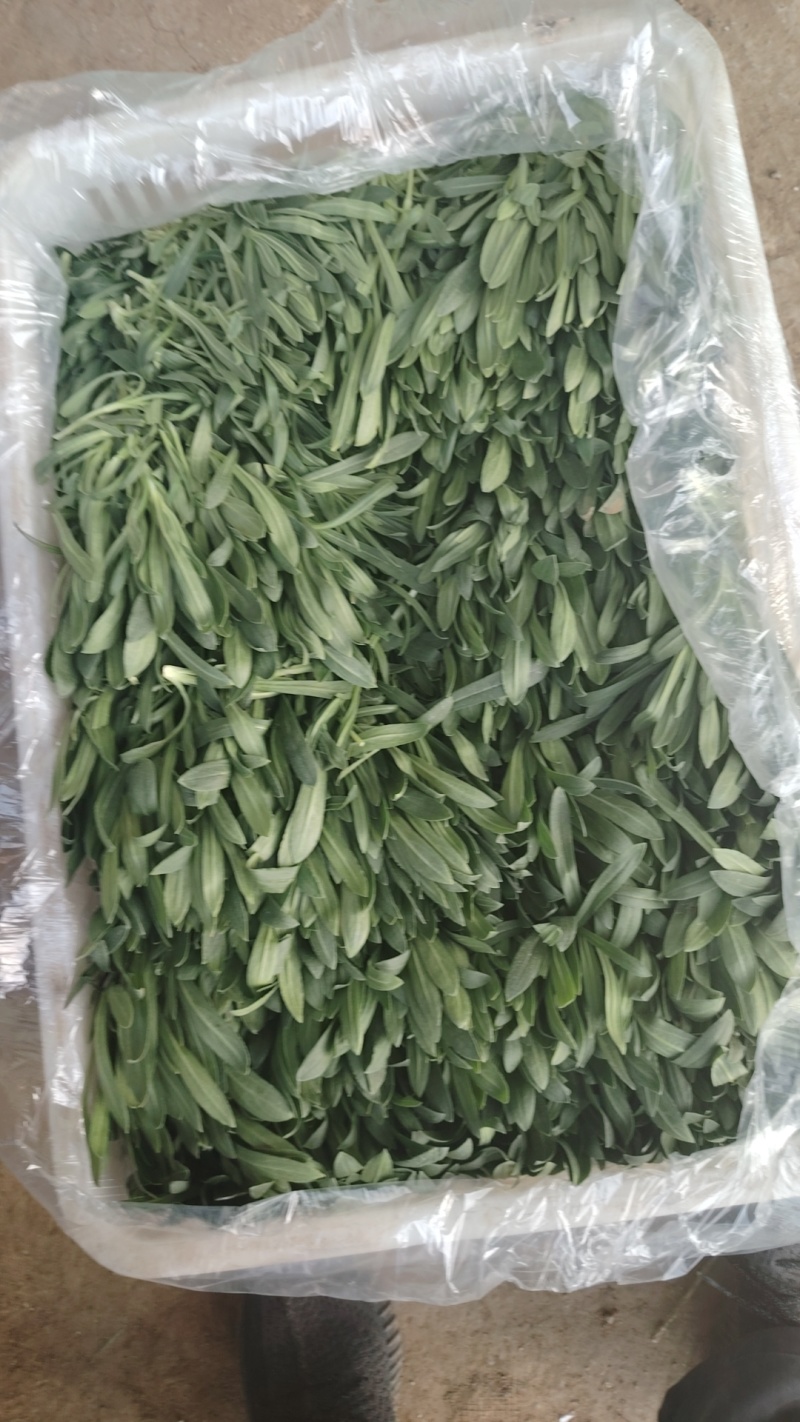 面条菜又叫山菜竹子菜（产地直供一手货源大棚种植）