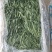 面条菜又叫山菜竹子菜(产地直供一手货源大棚种植)