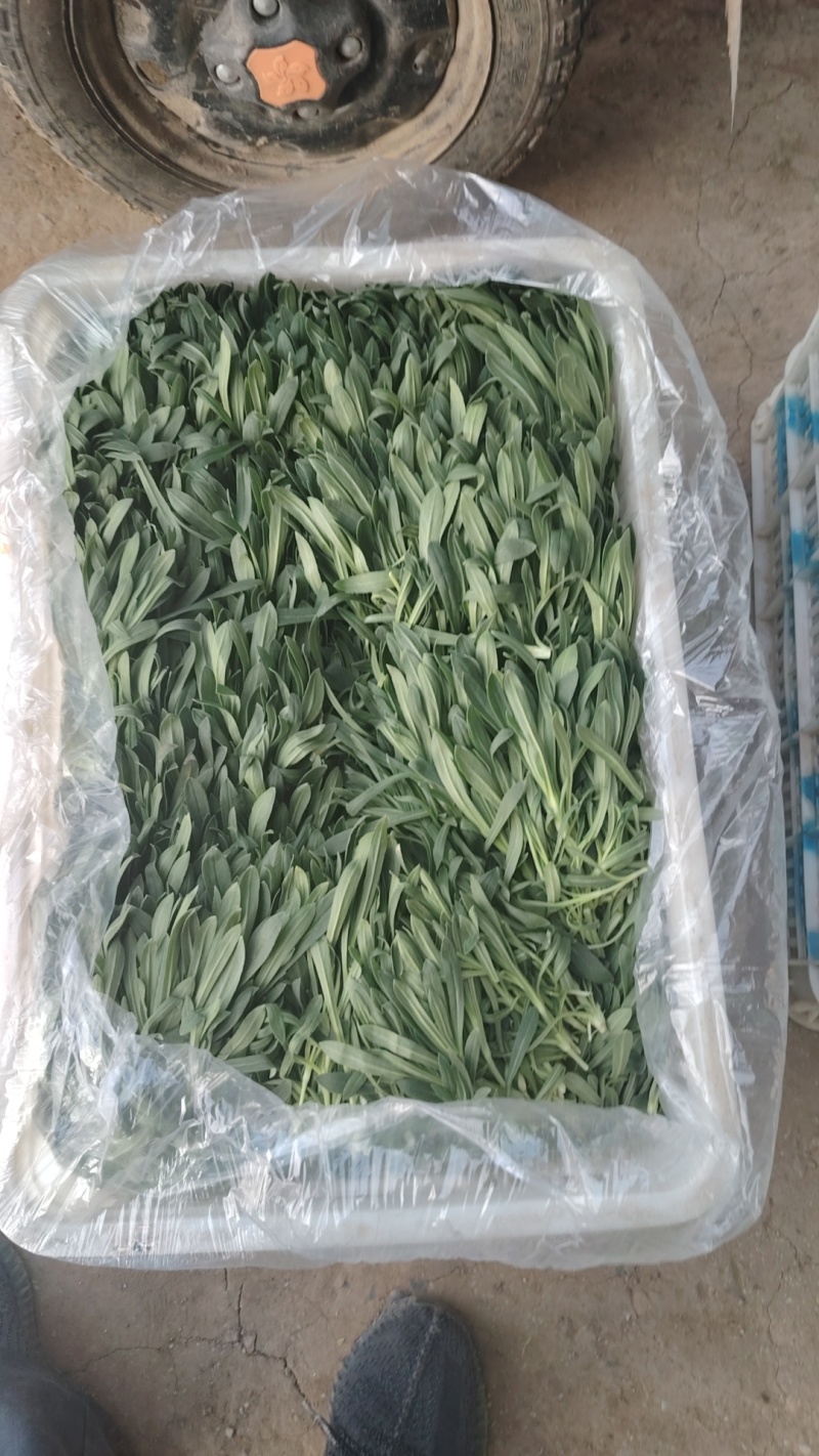 面条菜又叫山菜竹子菜（产地直供一手货源大棚种植）