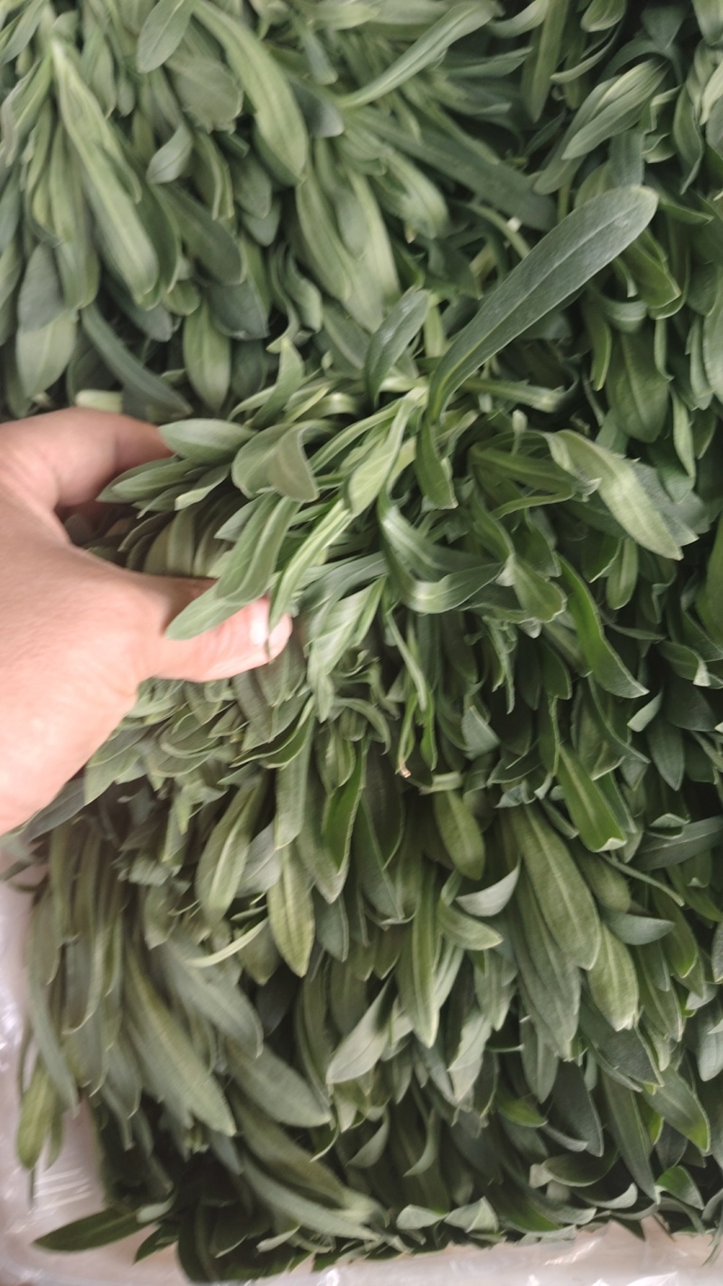 面条菜又叫山菜竹子菜（产地直供一手货源大棚种植）