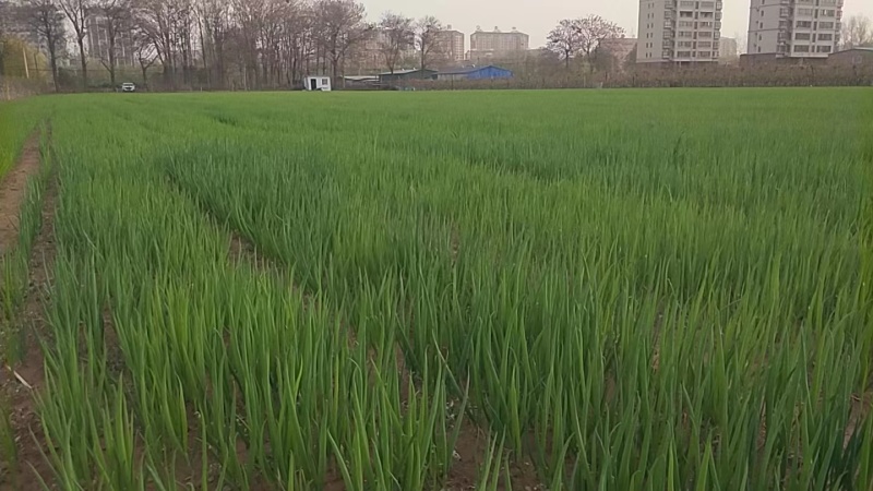 百亩大葱苗育苗基地优选直供，原种一代种子育苗