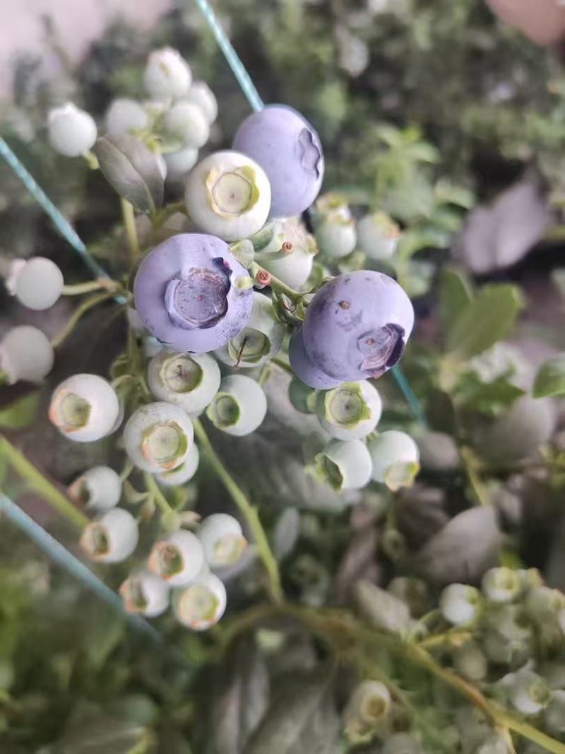 推荐云南蓝莓，公爵蓝莓F16L25产地一手货源联系