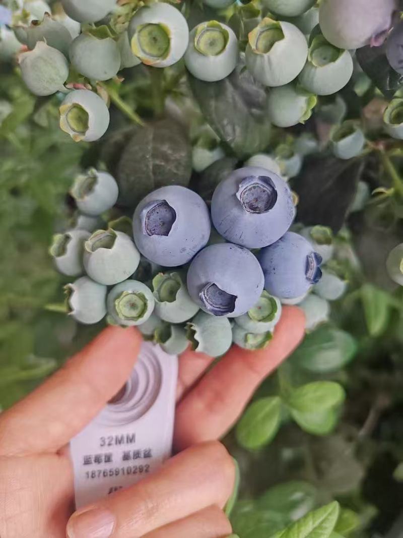 推荐云南蓝莓，公爵蓝莓F16L25产地一手货源联系