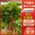 【龙九红薯苗】根部粗壮货量大自家育苗一手价格全国接单耐运输