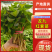 【龙九红薯苗】根部粗壮货量大自家育苗一手价格全国接单耐运输