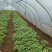 【龙九红薯苗】根部粗壮货量大自家育苗一手价格全国接单耐运输